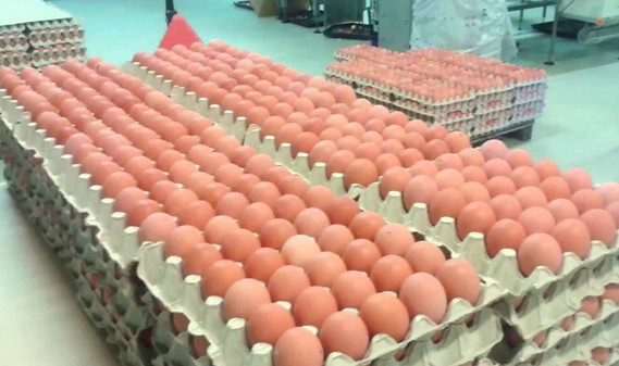 Ouăle din România au umplut rafturile magazinelor din Polonia
