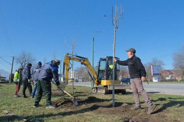 Peste 1.000 de arbori şi 10.000 de fire de gard viu, în Braşov. Tei, arţar, platan şi mesteacăn şi completări la castani