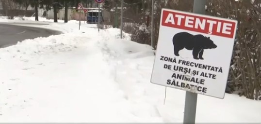 S-au întors ursii la oraş