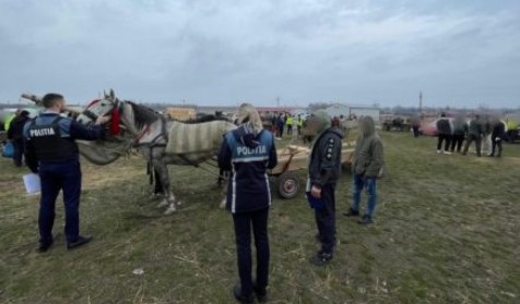 14 cai fără microcip, 3 „abatorizaţi” în acte
