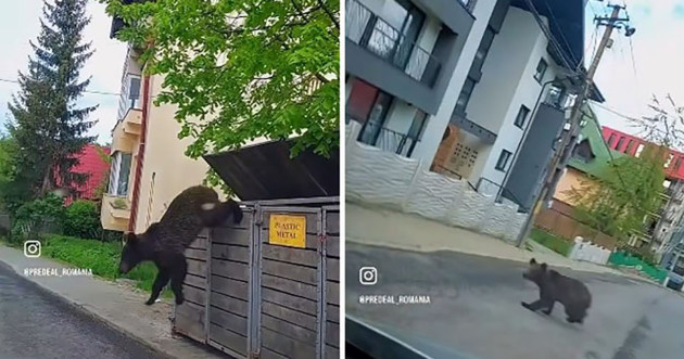 Oi, vaci, cai, iepuri, oameni... Ce au mai „vânat” urşii şi lupii prin gospodăriile braşovenilor