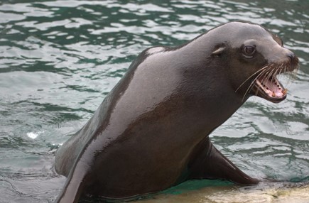 Azi e ziua celor 4 lei de mare de la Zoo Braşov