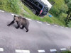 Primăria Braşov îşi cumpără „aparat de urlat la urşi”
