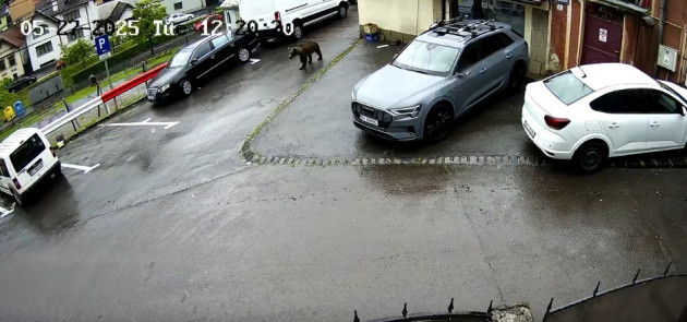 Ursul a „adulmecat” Scheiul. În plină zi, speriind oamenii care mergeau pe stradă  