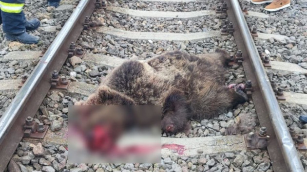 Urs ucis de tren, între Hărman şi Budila. Impactul a fost atât de puternic încât a spart rezervorul de motorină al locomotivei