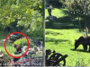 3 urşi daţi în urmărire şi la Săcele