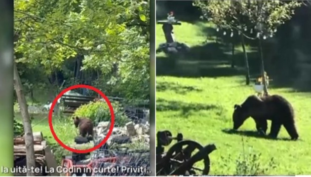 3 urşi daţi în urmărire şi la Săcele