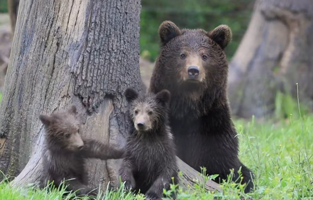 Ca acasă, la Zărneşti. Cei doi ursuleţi şi mama lor s-au adaptat foarte rapid în sanctuar