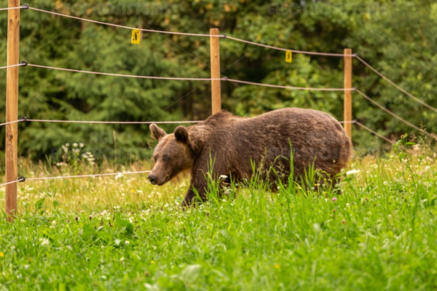 „Gardul urşilor”, terminat de o firmă din Ploieşti, cu 7,26 milioane de lei