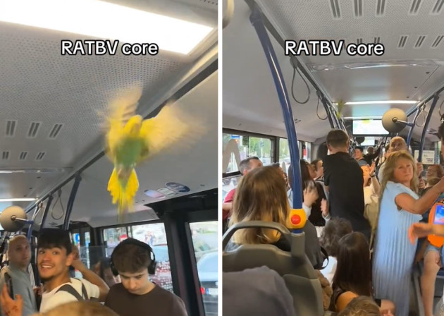 Papagalul din RATBV. Vedetă pe TikTok după o călătorie fără bilet