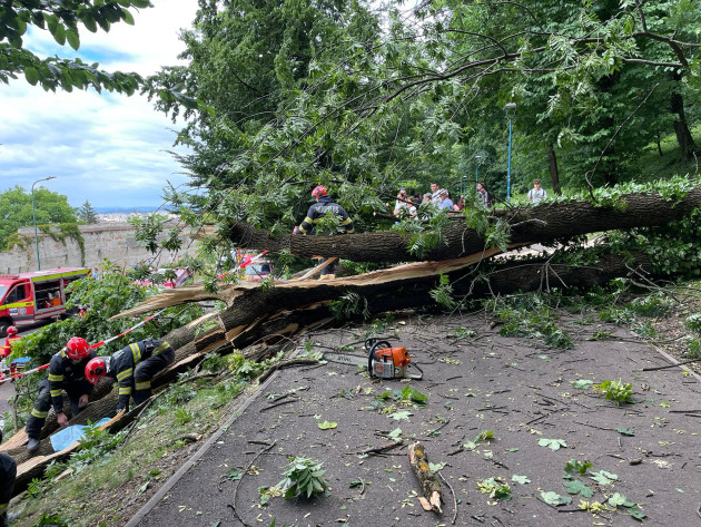 146 de ani, coroană verde, rădăcină putredă 