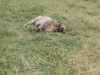 10 berbeci ucişi într-o singură noapte