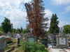 După locul de parcare, locul de veci. Primăria Braşov începe şi inventarul în cimitir