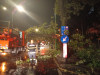 Copacul de la Spitalul Astra, aceeaşi speţă ca pe Aleea de sub Tâmpa:  era putred şi a cedat, deşi părea verde şi sănătos