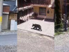 1 – 11 iulie: 3 omorâţi. Urşii continuă să facă probleme în judeţul Braşov  