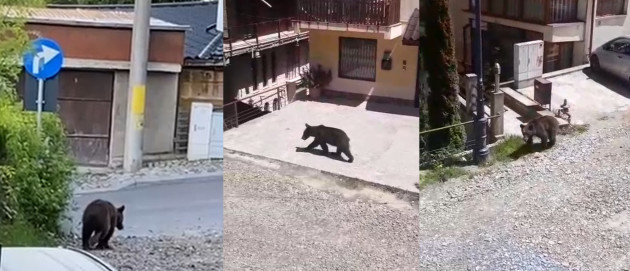 1 – 11 iulie: 3 omorâţi. Urşii continuă să facă probleme în judeţul Braşov  