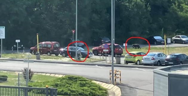 O imagine „de fiori” din Brașovul de azi. Om și urs, trecători în parcare  
