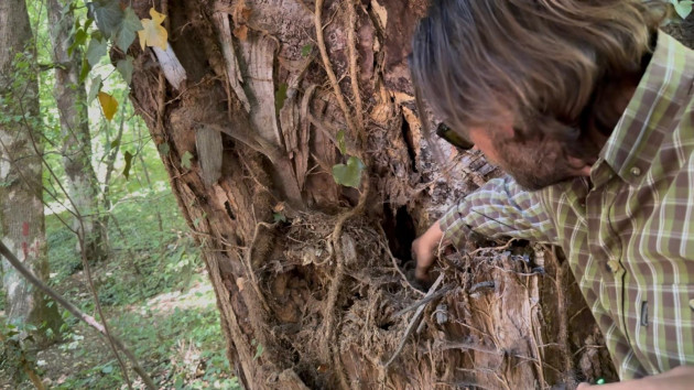 Arborii de sub Tâmpa, „mâncaţi” de un dăunător din Asia 