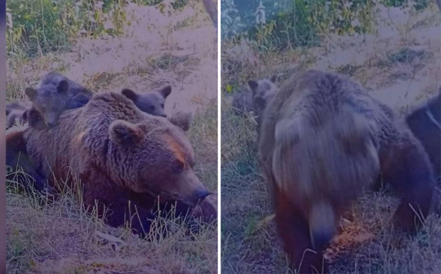 „Orfanii” de pe Transfăgărăşan ajung la Zărneşti