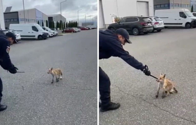 O vulpe dezorientată, apel la 112