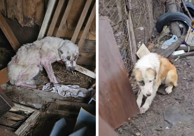 Înfometaţi, în lanţuri, cu cadavre lângă ei care se descompun