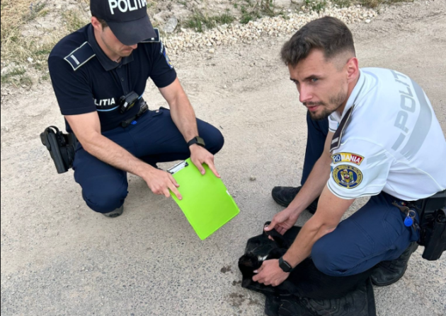 O pisică cu „9 vieți”, una i-o datorează polițiștilor din Predeal
