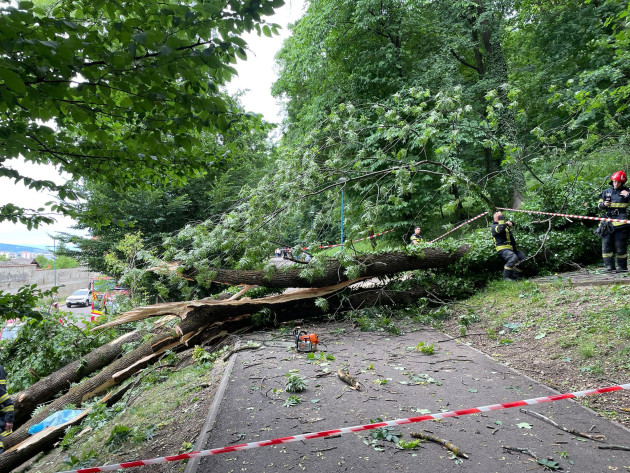 Arborii căzuţi de pe Tâmpa fac obiectul unui „simpozion”. Sau cum intră Coliban pe uşa din dos în Primărie