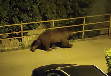 O veche cunoștință... Prin Noua, plimbarea de la ora 22.00