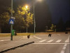 Safari în Poiana Brașov. Oamenii în mașini, 4 urși pe stradă