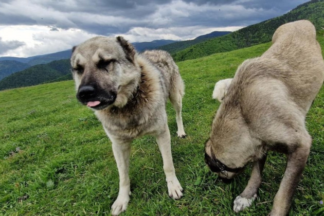 Turist muşcat de câine, în Fereastra Mică, ajutat de salvamontişti