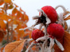 Braşov a bifat prima dimineaţă cu temperaturi negative: -1 grad Celsius