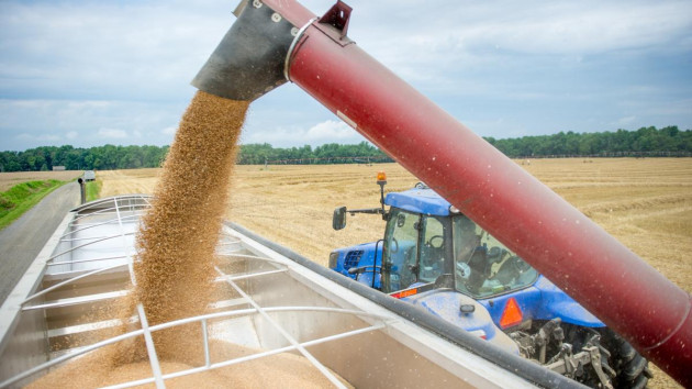 Producţii record la cereale şi rapiţă 