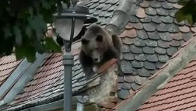 „Uneori e un moşneag bondoc. Alteori atacă fără motiv”