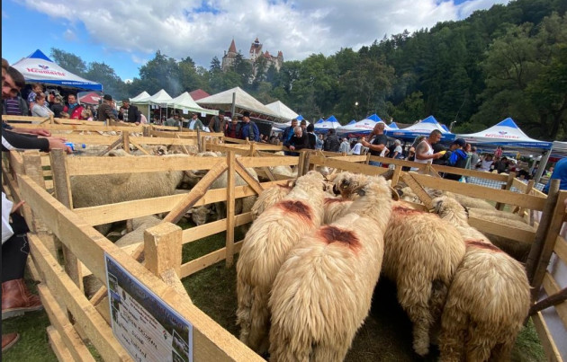 Branul pregăteşte „Răvăşitul oilor”: 115.000 lei 