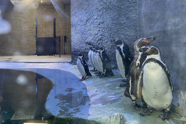 Ziua Mediului Marin, celebrată la Zoo Braşov aproape de pinguini şi lei de mare