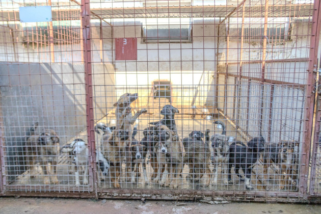 Campanie gratuită de sterilizare a câinilor şi pisicilor 