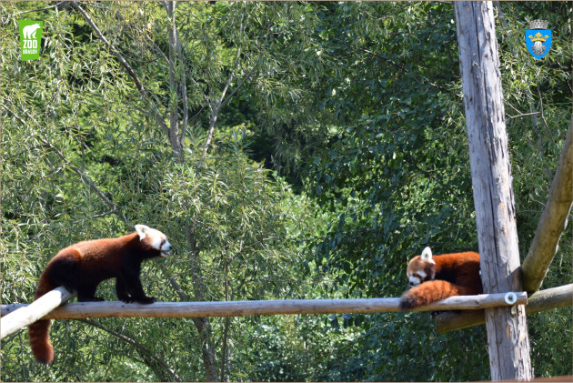 Peggy şi Benjamin, singurii panda roşu  din ţară, vor fi sărbătoriţi sâmbătă, la Braşov