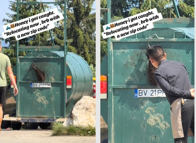 Un urs... zici că-i om. Filmat pe străzile Braşovului