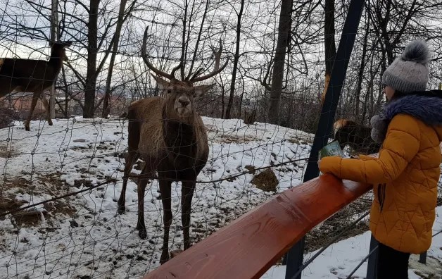 Zoo Braşov trece la program de iarnă