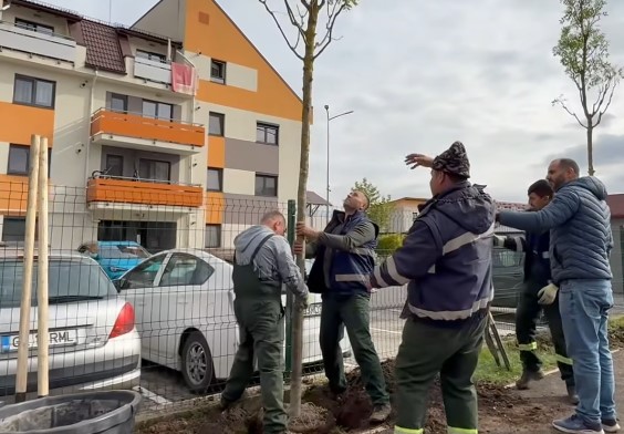 4.000 de puieţi pe 40 de străzi. Au început plantările de toamnă în Braşov