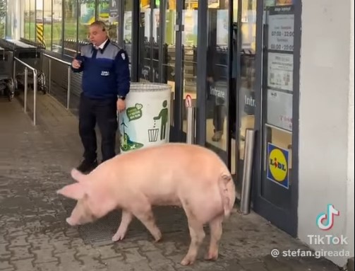 Un porc, „client” la lidl