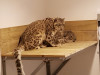 Ziua celor doi leoparzi ai zăpezilor, azi la Zoo Braşov 