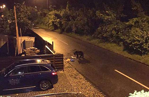 Scripcaru despre criza urşilor: „Ne amăgim singuri şi ne păcălim unii pe alţii”