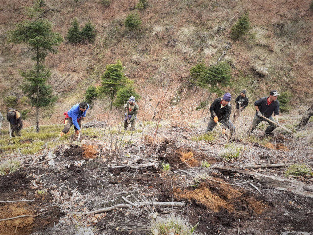 91.320 de puieţi, plantaţi în 2025 de Ocolul Silvic Făgăraş