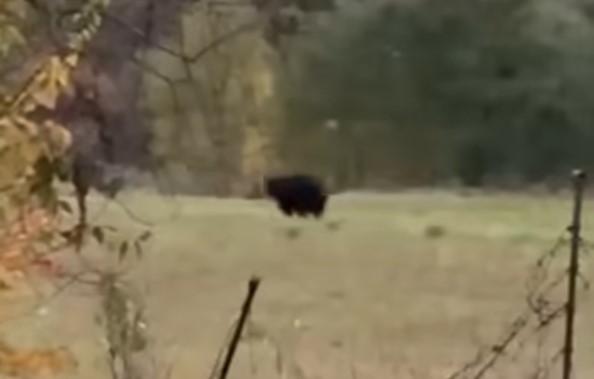 Un urs dă târcoale la Ileni