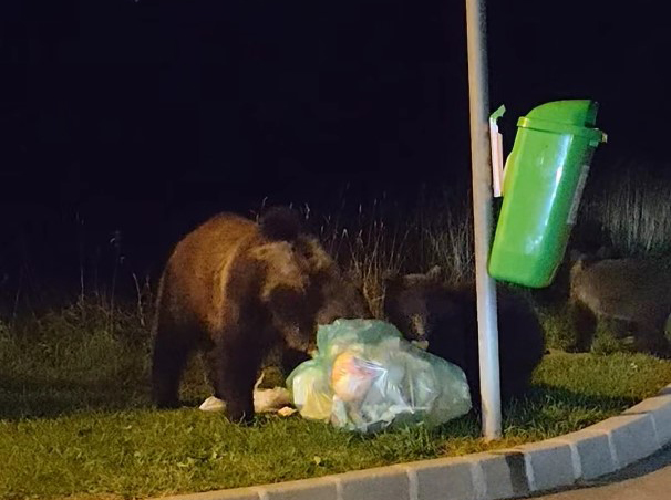 Urşii şi lupii fac ravagii în judeţul Braşov. În 9 luni, 702.148  lei