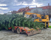 Făgărașul are brad donat de Transgaz