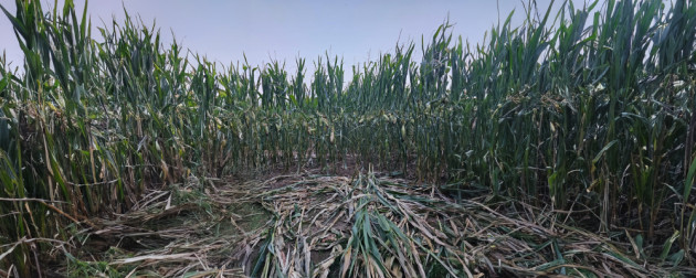 Evaluarea mărimii populației de urs brun în România: peste 10.400 de exemplare estimate în 2025