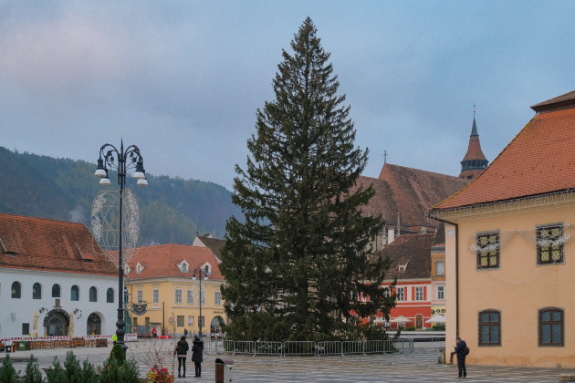 Bradul Braşovului are 76 de ani 