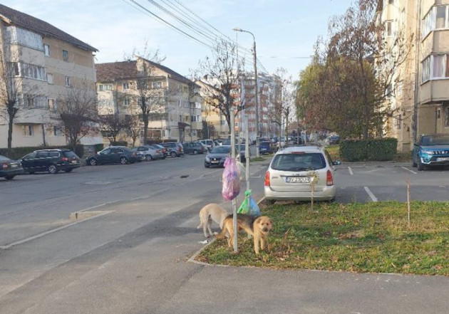O lege locală din 2024 provoacă emoție în Făgăraș: amenzi pentru cei care hrănesc animalele fără stăpân în spațiile publice
